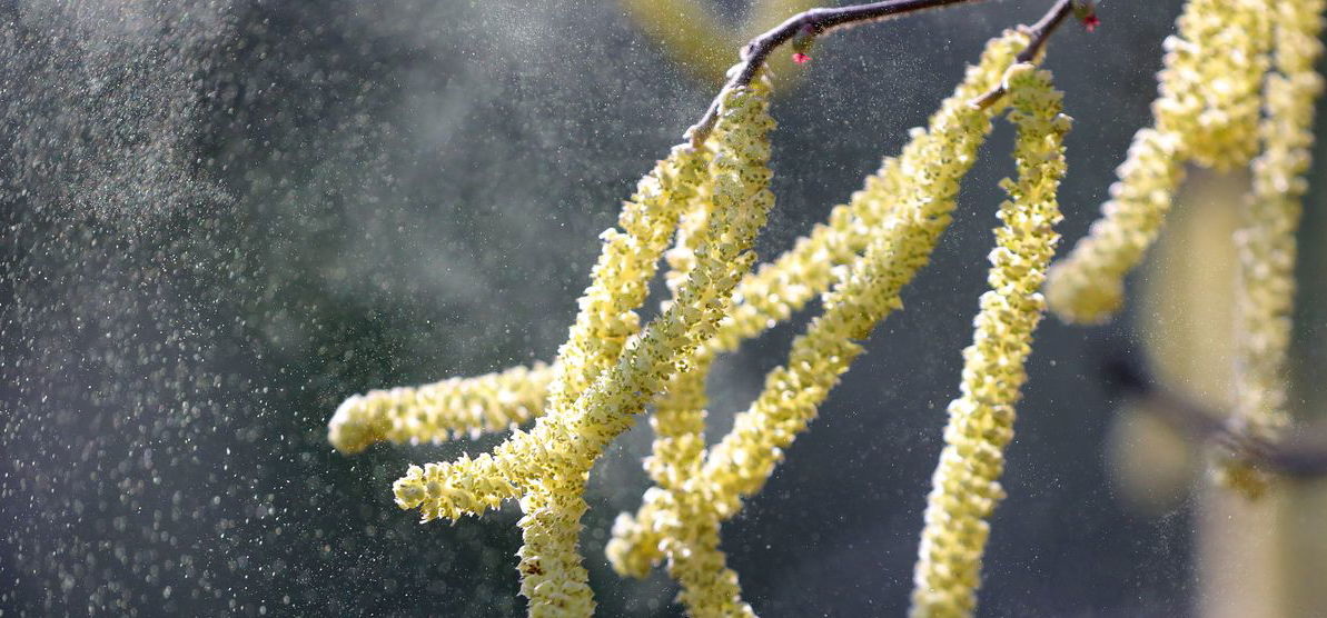 Az allergiások rémálma: megkezdődött az idei pollenszezon