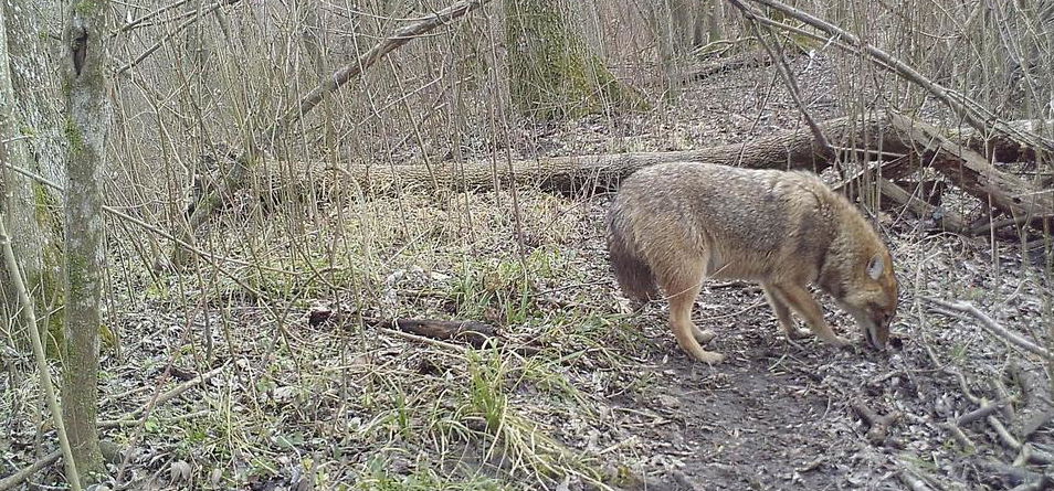 Különleges vadakról készültek fotók a Duna-Dráva Nemzeti Parkban