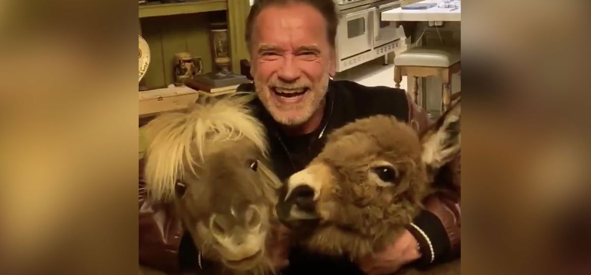 Arnold Schwarzenegger karanténba vonult egy pónival és egy szamárral