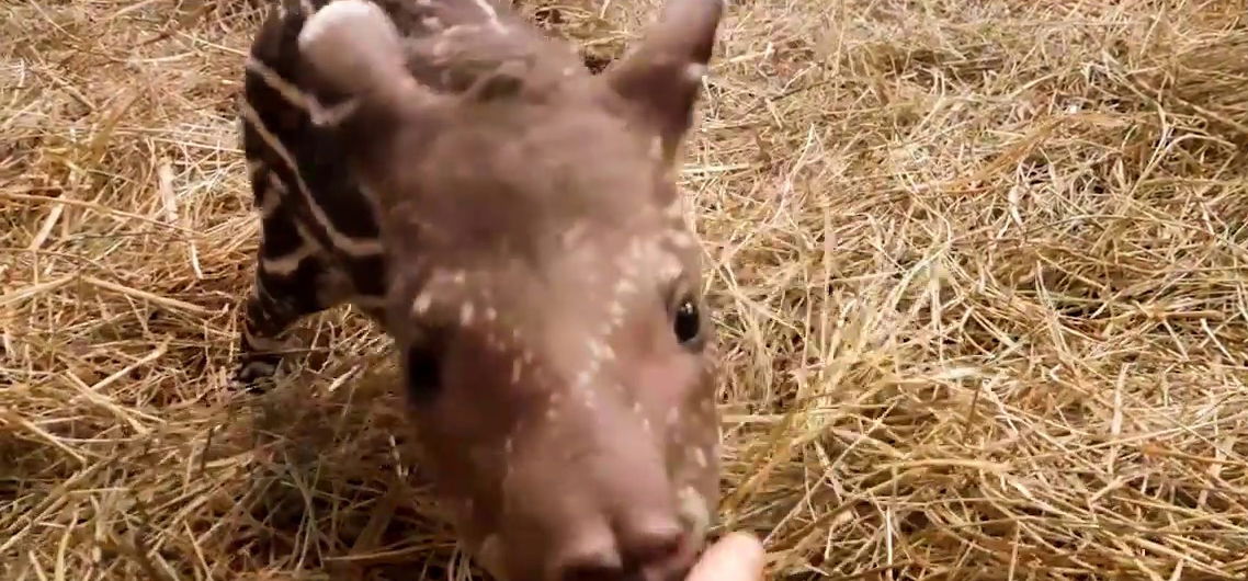 Eldöntheted, hogyan nevezzék el a budapesti állatkert kistapírját! – videó