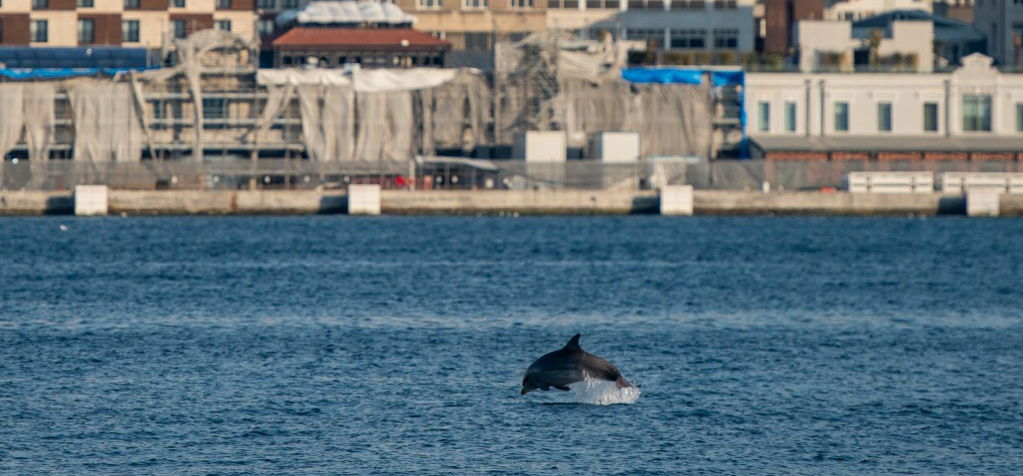 Se zaj, se szennyezés: a delfinek visszatértek a török partokhoz – videó