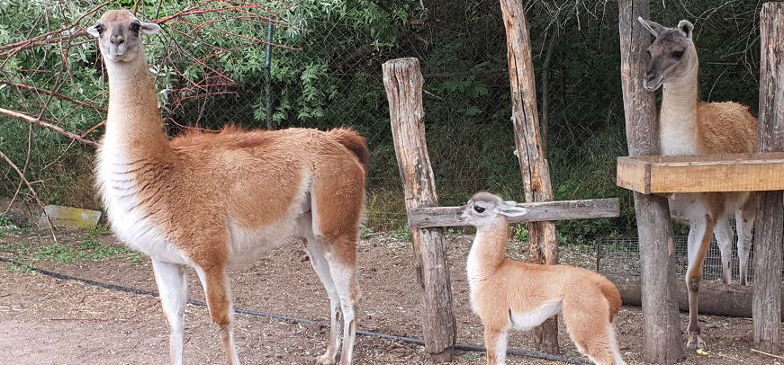 Guanakócsikó született a Szegedi Vadasparkban