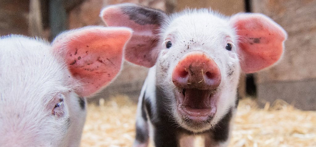 Tudtad, hogy a malacok is ugyanúgy képesek kommunikálni az emberrel, mint a kutyák?