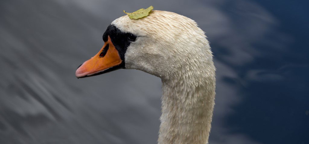 A hattyúk sokkal hamarabb támadják meg fajtársaikat, mint más madarakat