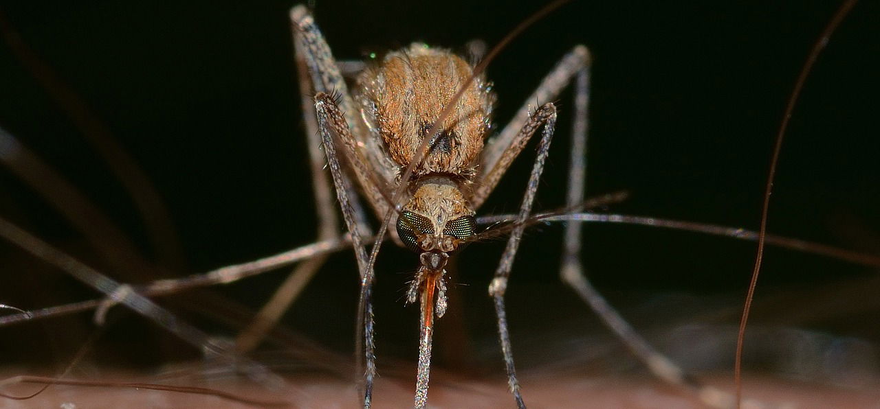 A zizegő gyilkológépek köztünk élnek, és nem kicsit veszélyesek