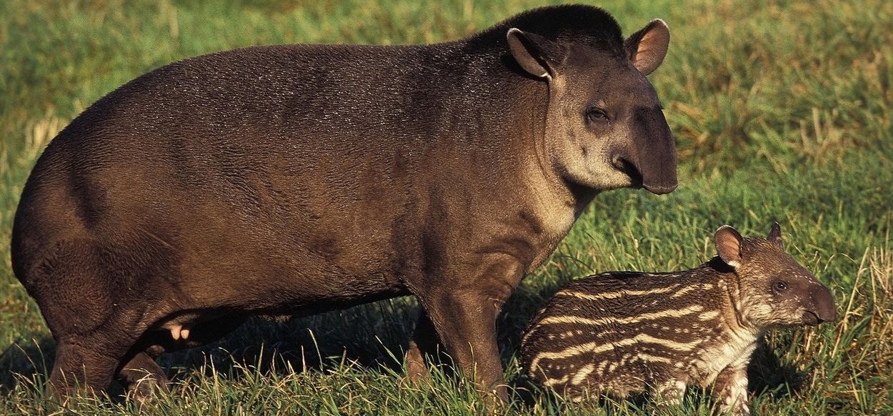 A fővárosi állatkert az emberek segítségét kéri