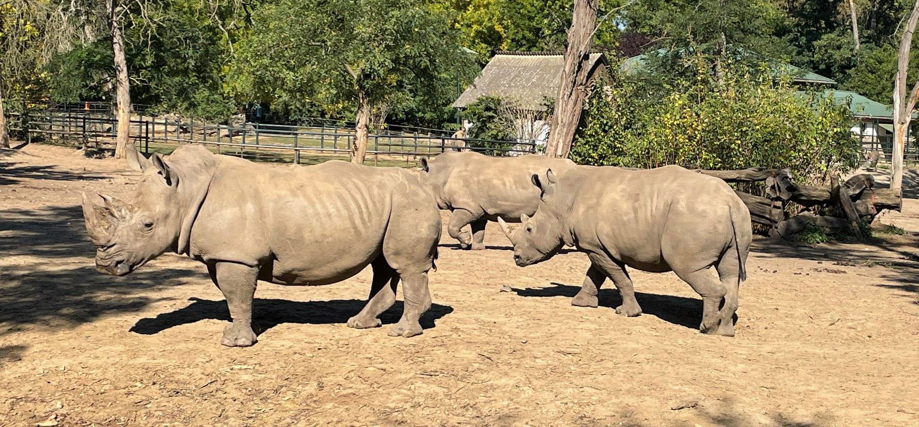 Óriási örömhírt közölt a Nyíregyházi Állatpark