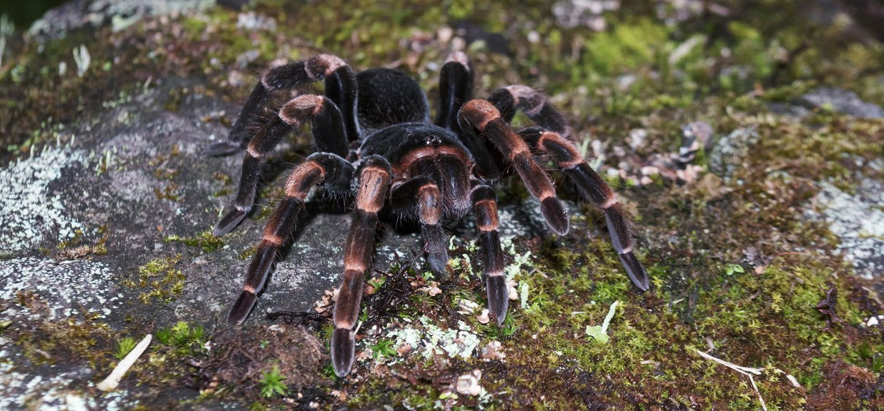 Tetőn ragadt tarantula miatt riasztották az állatvédőket, majd jött a nagy meglepetés!