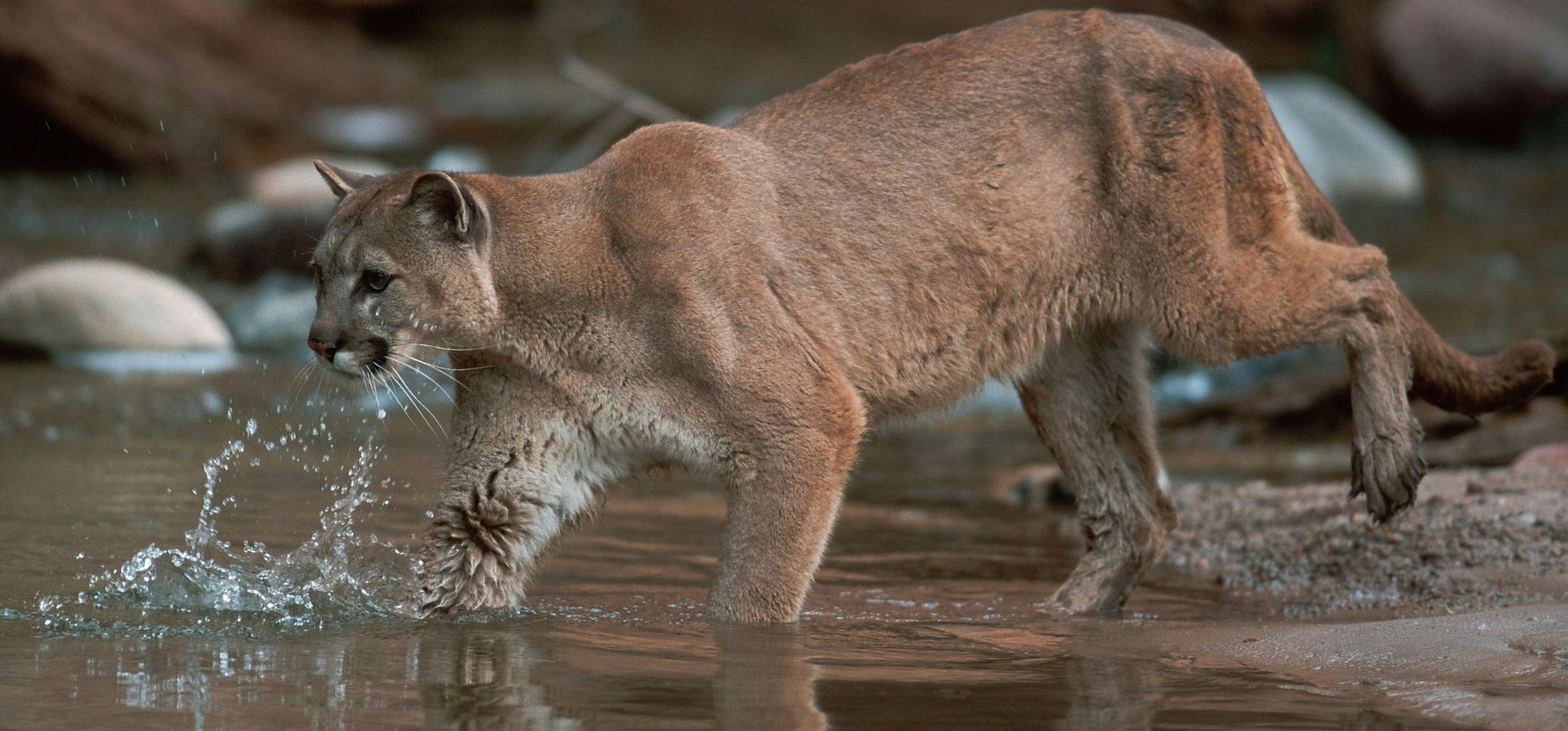 Fekete vagy barna? Különös helyen bukkant fel a kiskunhalasi puma, fokozódik a rejtély