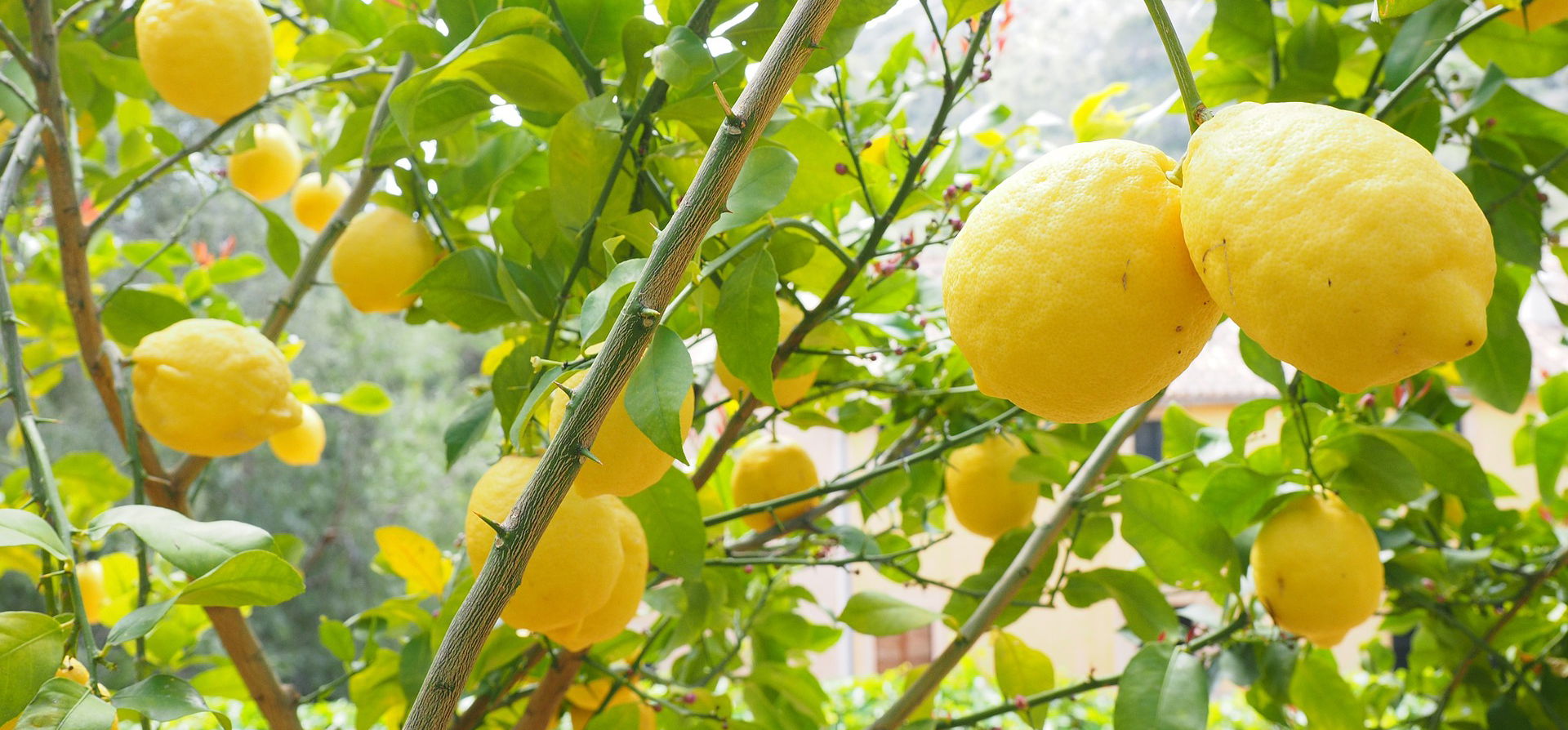 Figyelmeztet a Nébih: a török citrusfélékre mindenképp ügyelniük kell a magyaroknak!